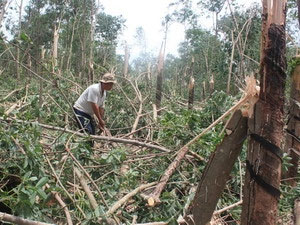 Binh Phuoc: Hail, tornadoes cause great damage