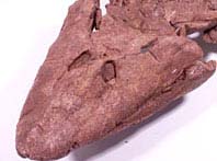 Biochemical fossils move from shallow water to shallow water
