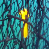 Biodegradable fishing nets