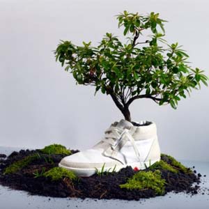 Biodegradable shoes