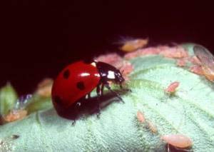 Biodiversity controls the balance of ecosystems