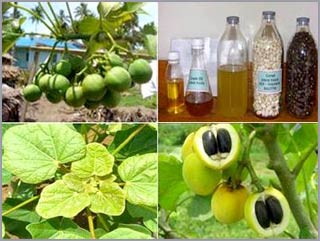 Biofuel: Need a comprehensive look