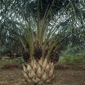 Biofuel plants are at risk of becoming invasive plants