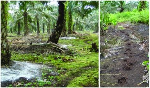 Biofuels from plants are equivalent to fossil fuels