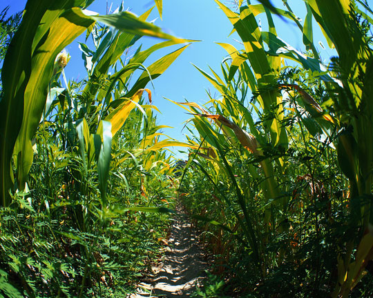 Biofuels increase greenhouse gas emissions