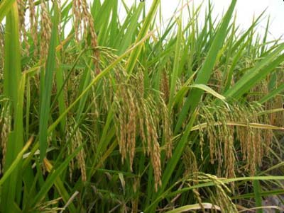 Biofuels threaten food security
