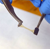 Bio-healing sponge with water, cut off as it was