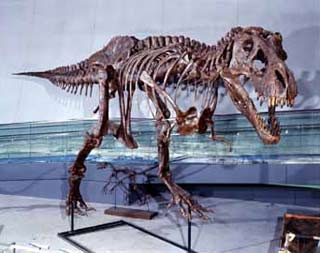 Biological cycle of Tyrannosaurus dinosaurs
