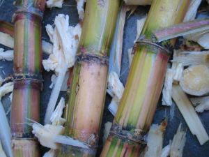 Biological engineering methods can help supply materials in the future
