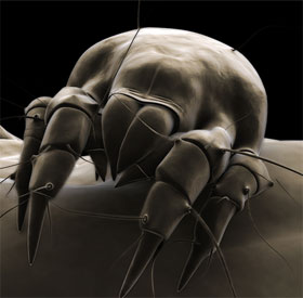 Biological evolution