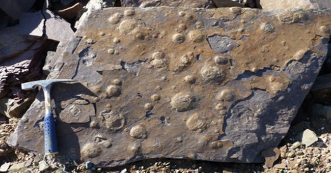 Biological fossil discovery 545 million years ago