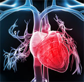 Biological heart rhythm by gene therapy