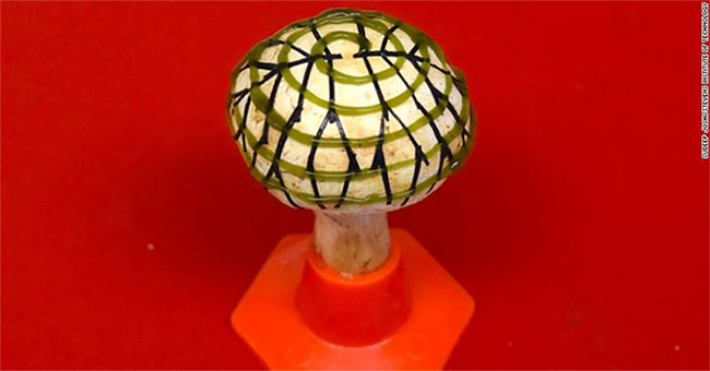 Biological mushroom breakthroughs can light up your home