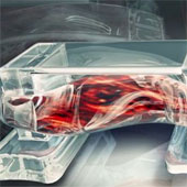 Biological robots are made of human tissue, which can be used to implant