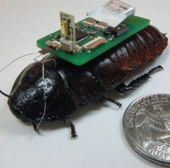 Biological robots will be used to find people after a disaster