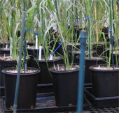 Bio-plastics from safe plants to the environment