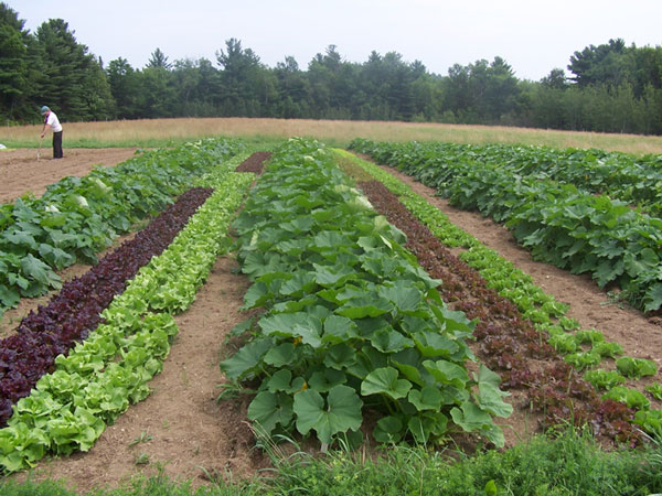 Bio-sauna replace MBr in agriculture