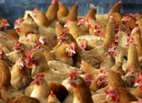 Biosecurity solution for poultry