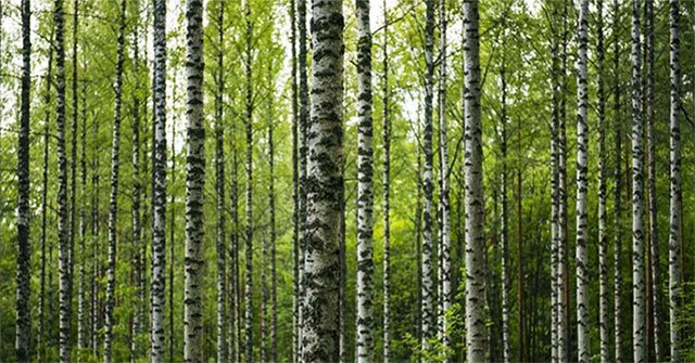 Birch trees can sense their own weight