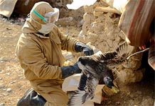 Bird flu appears in Iraq