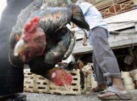 Bird flu approaching Hanoi