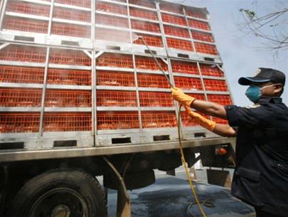 Bird flu attacks Western Europe
