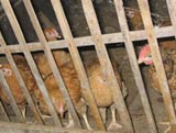 Bird flu began to attack Hanoi