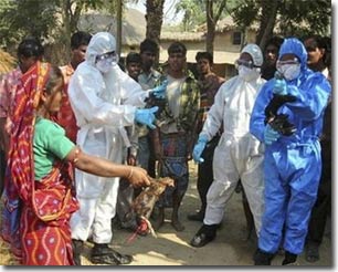 Bird flu can spread indirectly