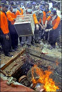 Bird flu comes to Thailand