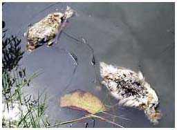 Bird flu recurrence in the Mekong Delta: The epidemic is expanding!