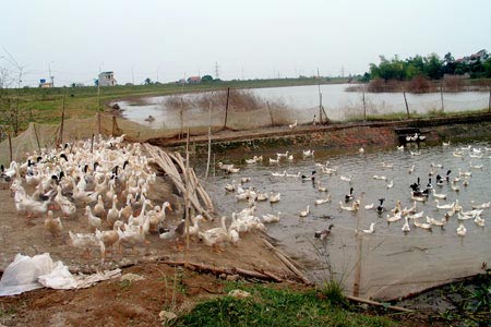 Bird flu re-outbreaks, increasing the burden of disease