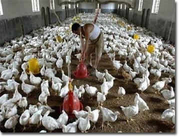 Bird flu spreads from person to person in China