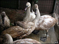 Bird flu spreads in Europe