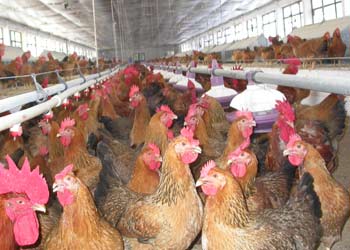 Bird flu threatens to
