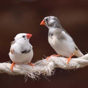 Bird language helps patients recover quickly