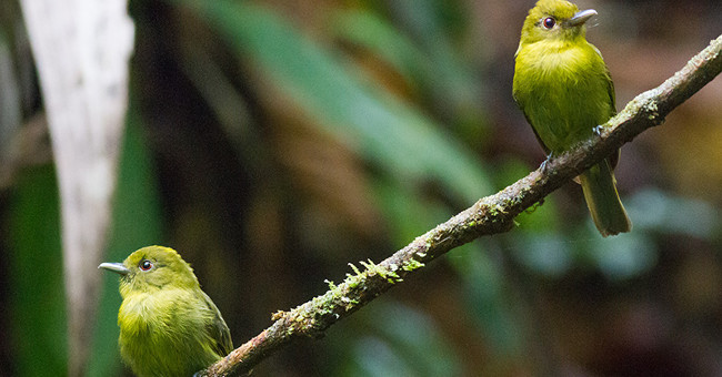 Birds also have homosexual relationships and raising children