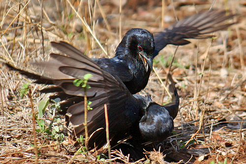 Birds also have mafia