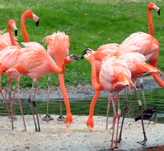 Birds also know beauty