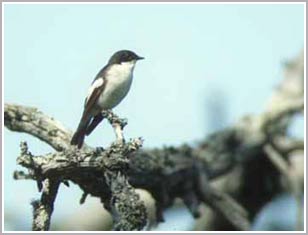 Birds also know how to imitate