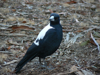 Birds also know how to mirror