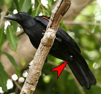 Birds also know how to use working tools