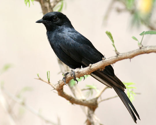 Birds also know 'preservation'