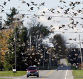Birds also know to adhere to traffic speeds