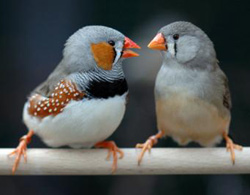 Birds also like the 'petition subject'