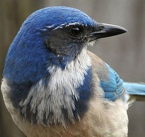 Birds also make funerals