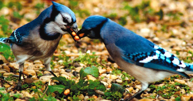 Birds also own 'love hormones' like humans