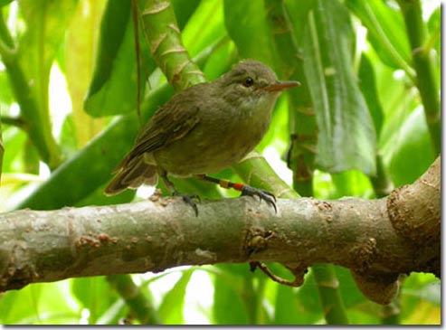 Birds also take care of grandchildren like grandparents