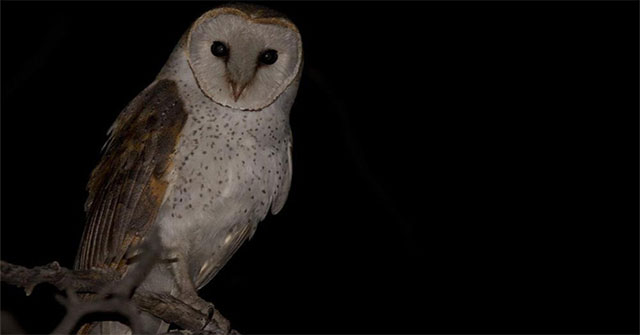 Birds and birds are hunting: They scare their prey so much that they don't dare to move