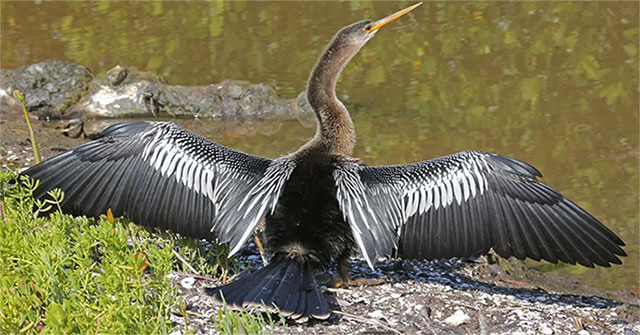 Birds are funny in appearance but very dangerous
