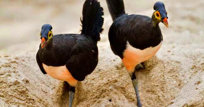 Birds are owning the beach